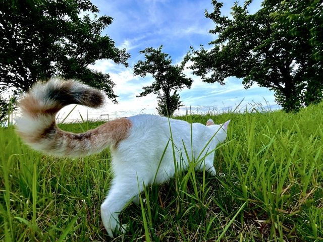 猫のしっぽ