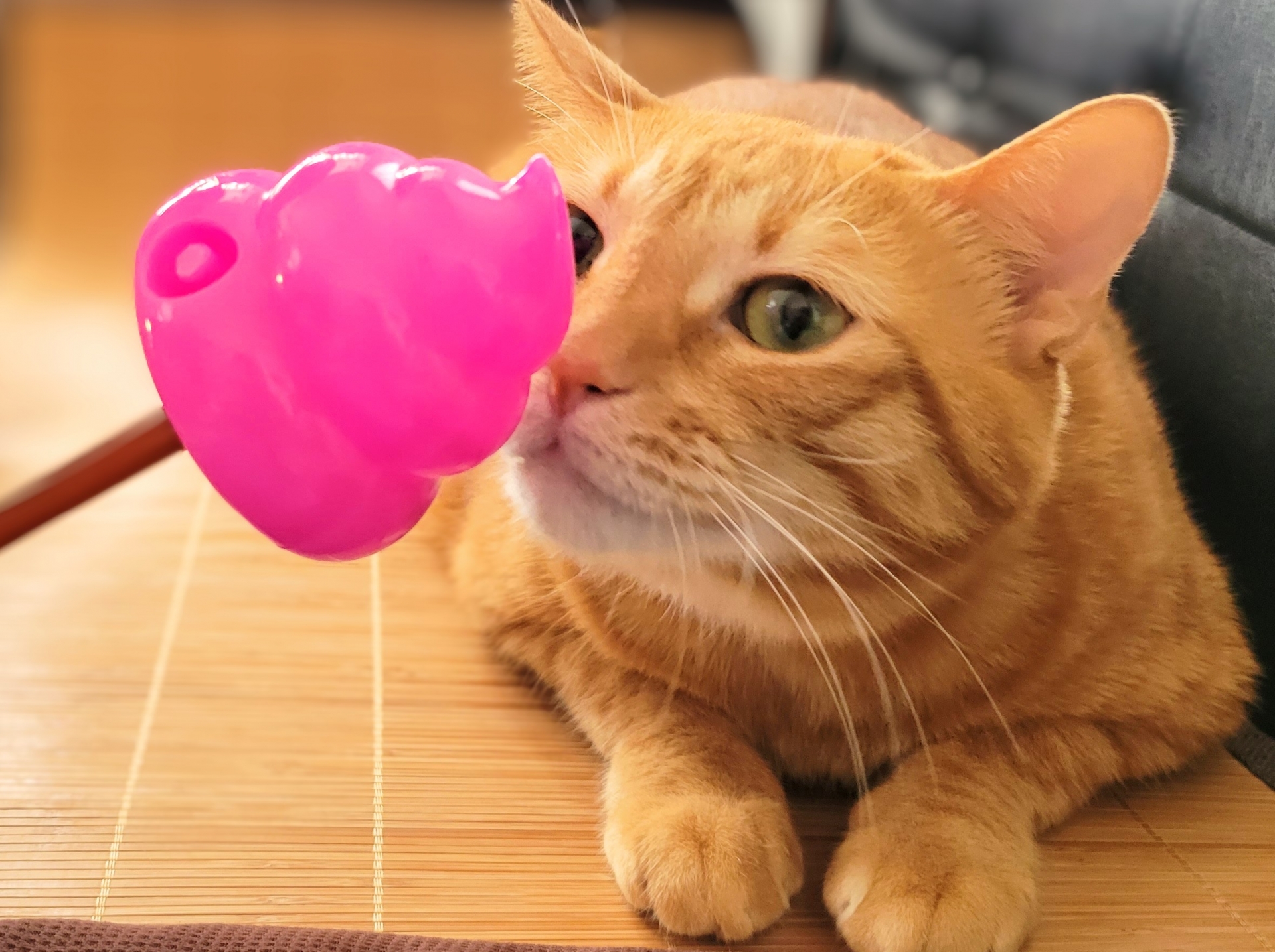 猫とうんちのおもちゃ