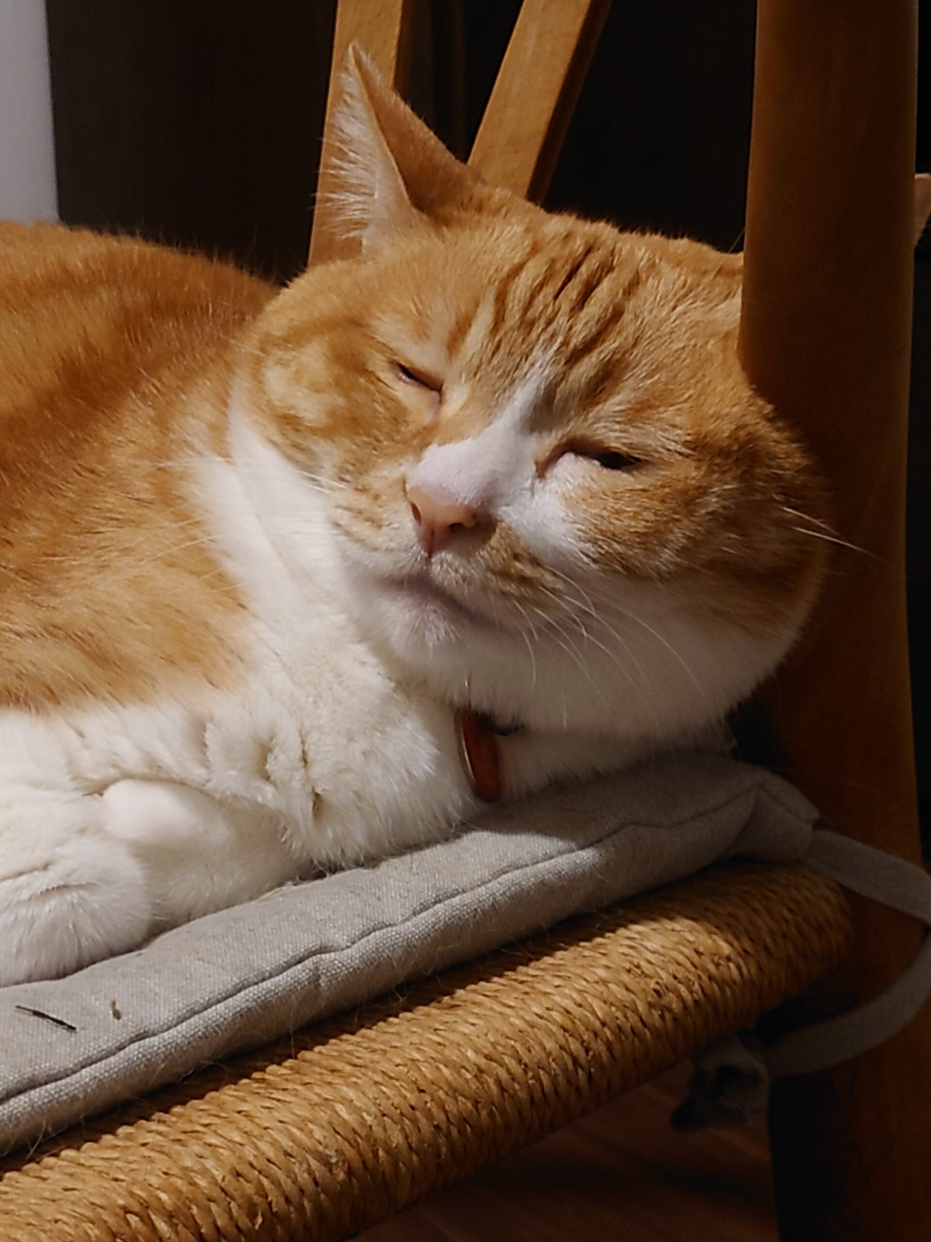 寝る猫のめいちゃん