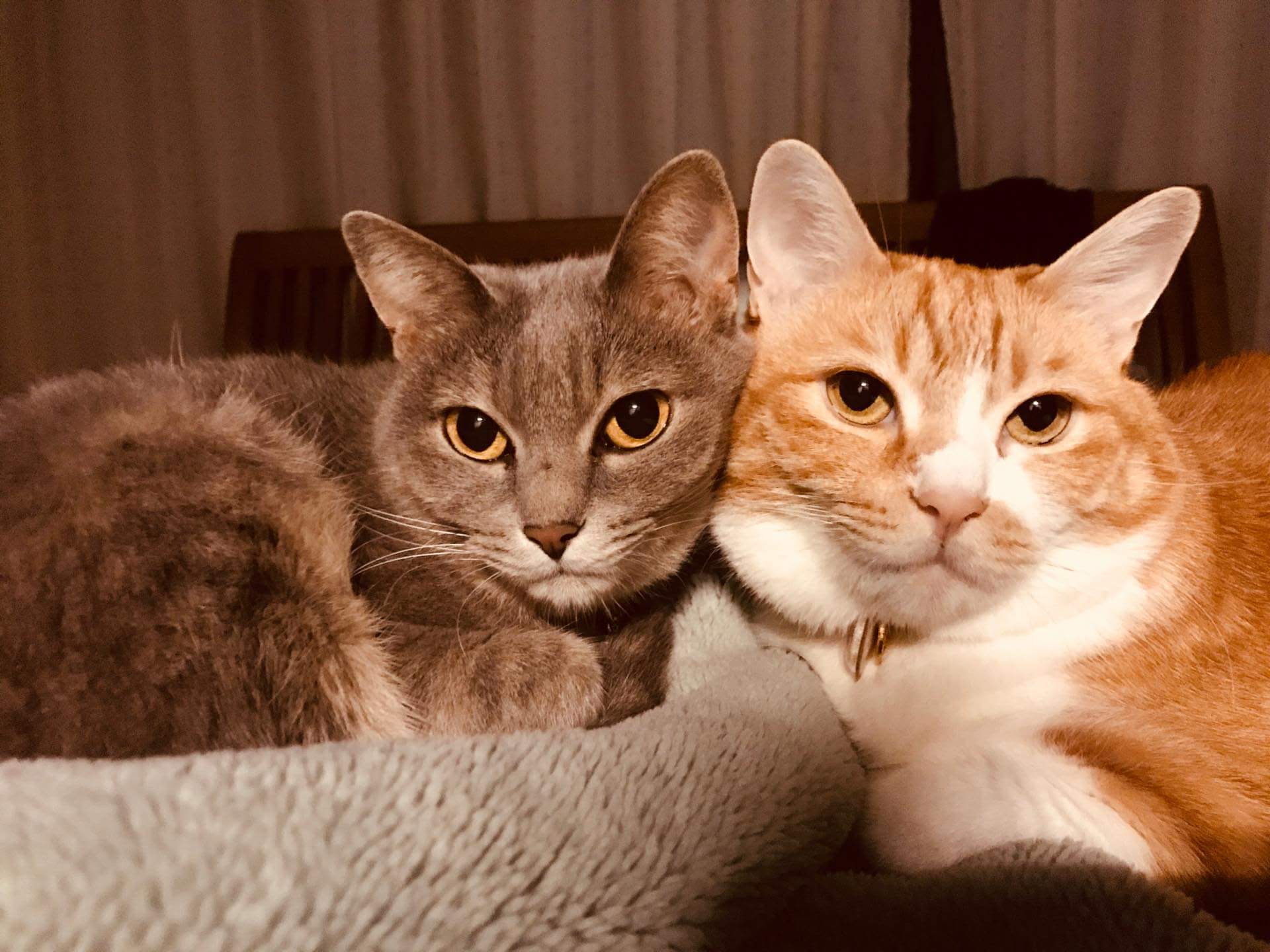 ろりーちゃんとめいちゃん(猫)