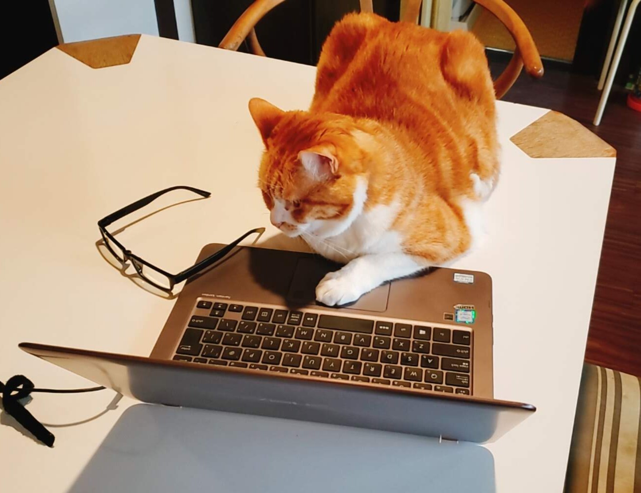パソコンを使いこなしているように見える猫