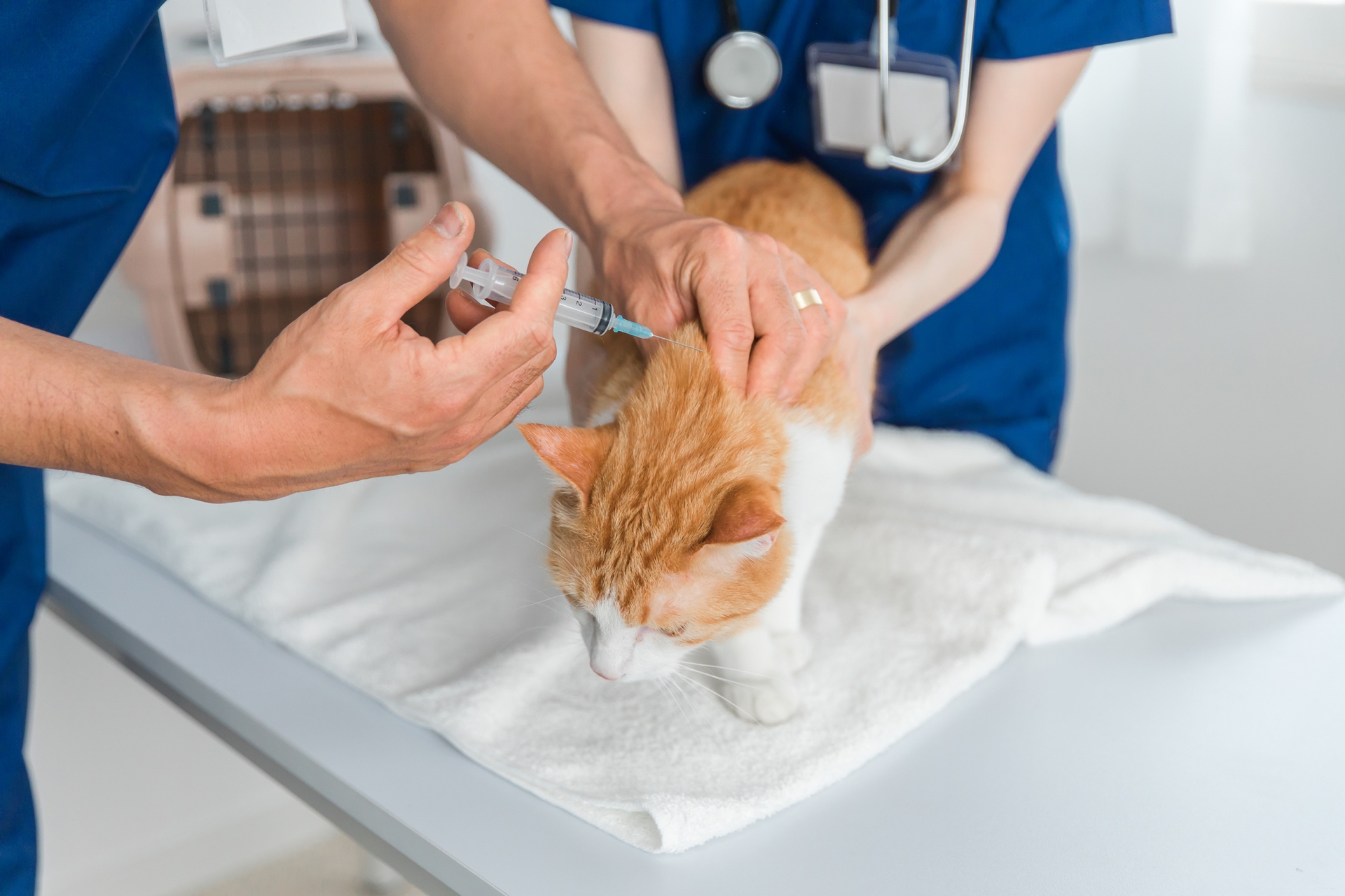 猫が病院で注射を打たれている場面