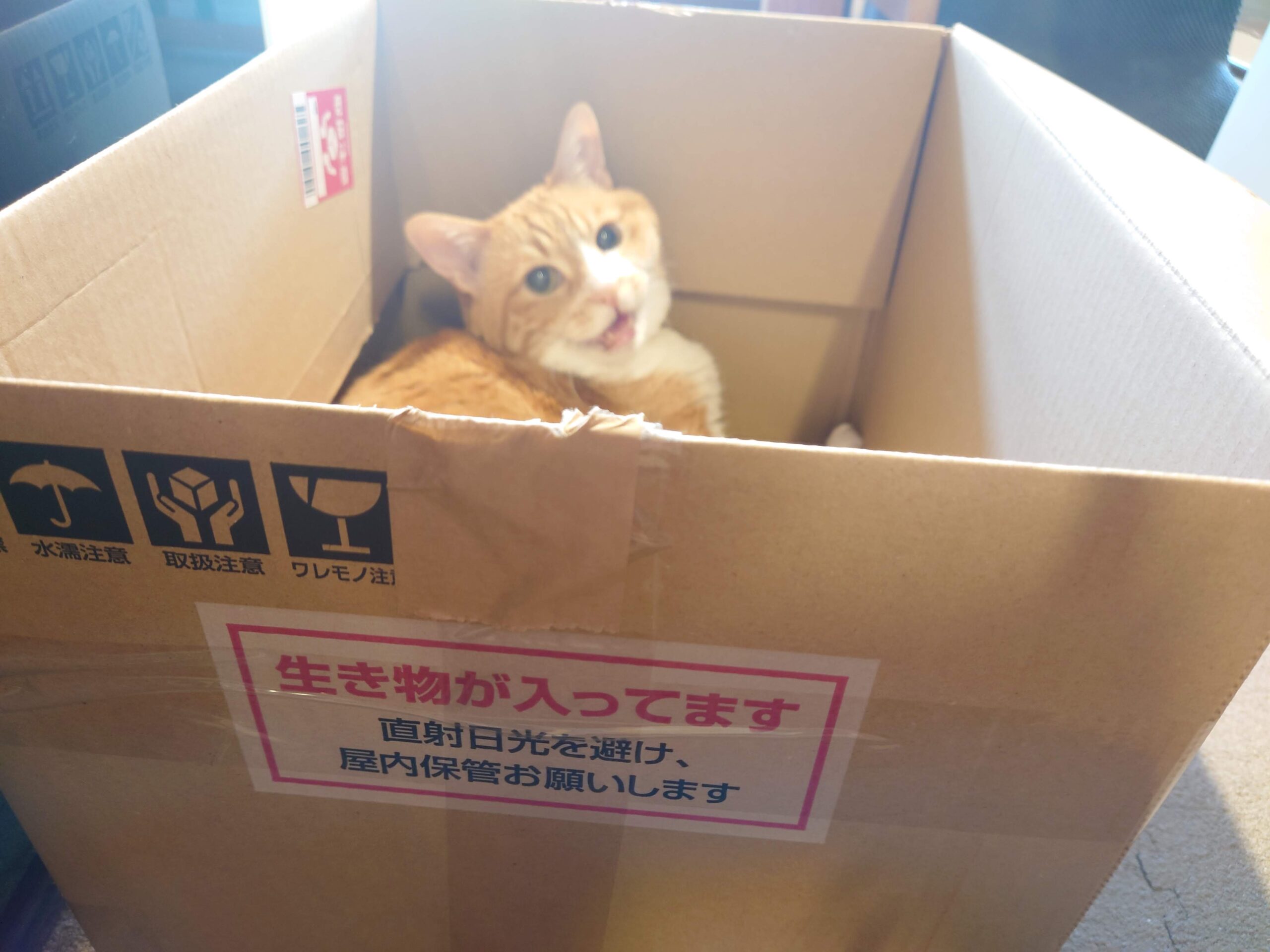 「生き物が入っています」というラベルが貼られた箱に猫が入っている