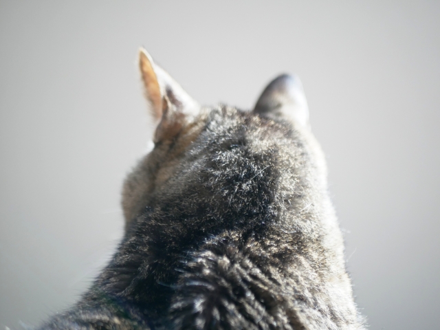 猫の後ろ姿、何を考えているのかわからないようす